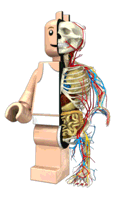 lego_figure_anatomy