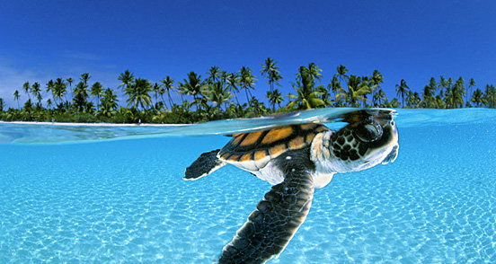 Under Water Sea Turtle